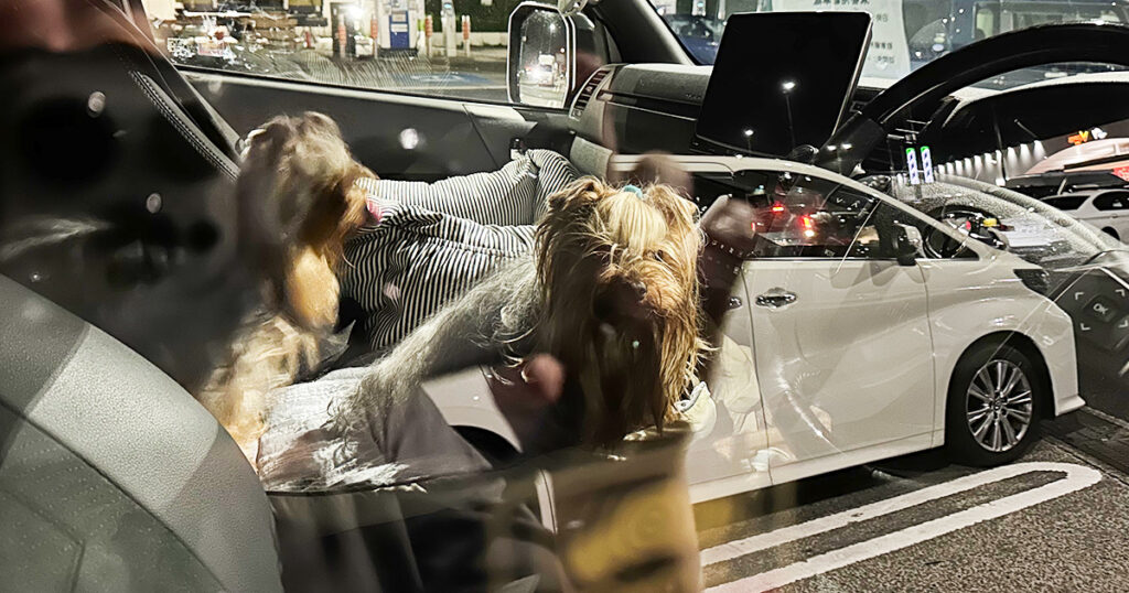 車内で飼い主を待つテリリアン