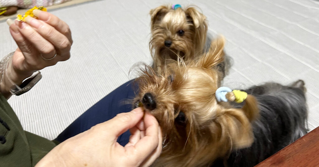 がっつくヨークシャーテリア