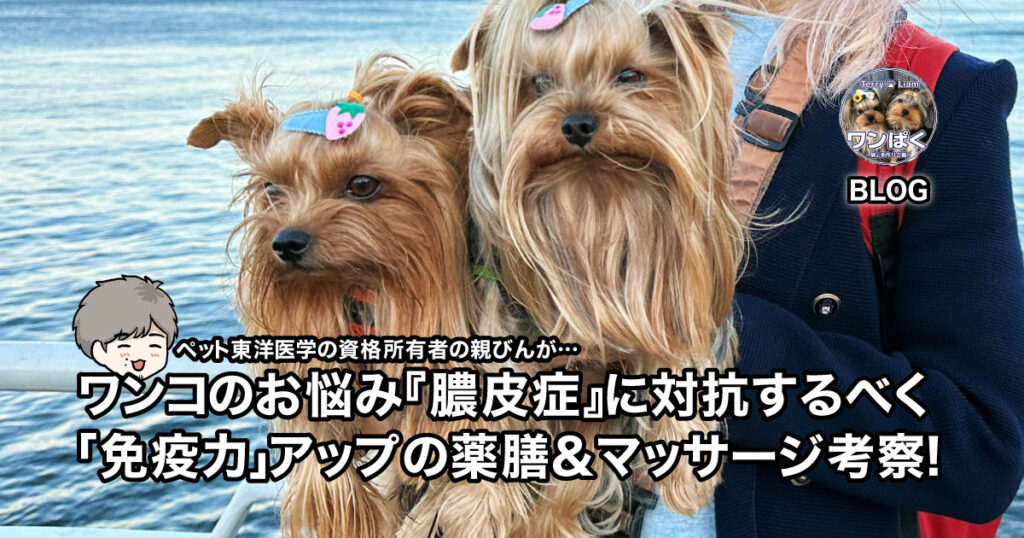 山下公園とヨークシャーテリア