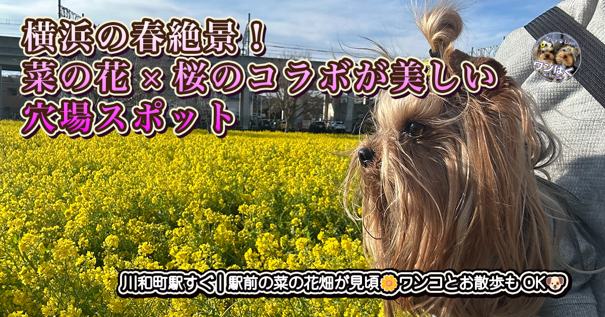 横浜の川和町にある菜の花畑。ヨークシャーテリアの毛色ともマッチング！