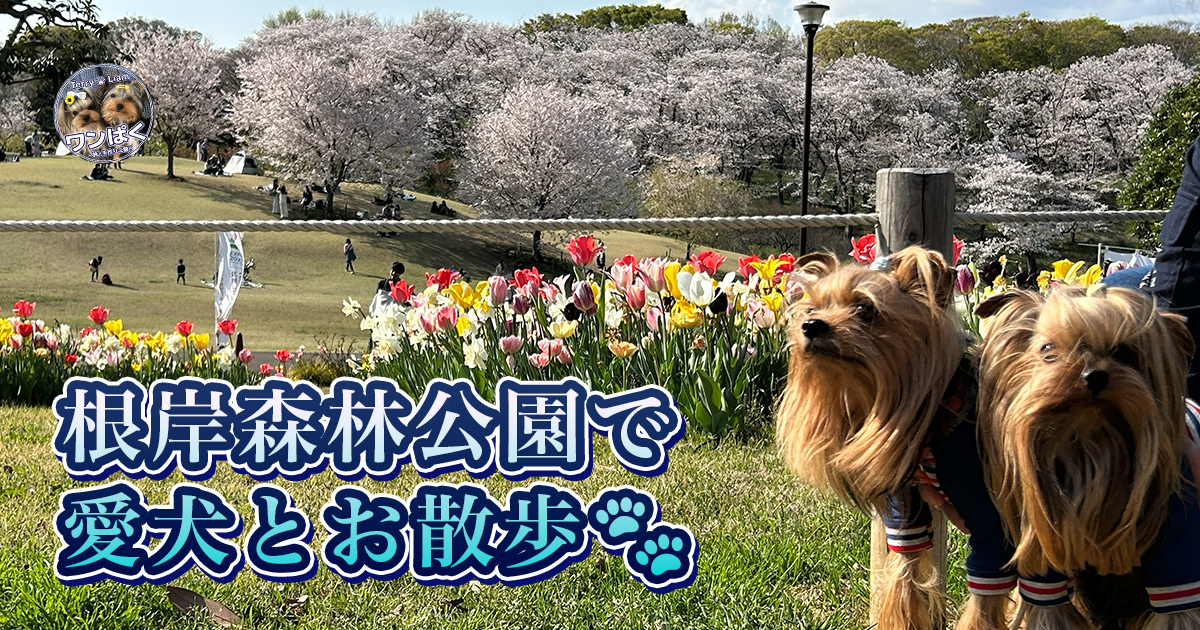 根岸森林公園で愛犬とお散歩🐾梅と旧競馬場の魅力を満喫！🐎🌸